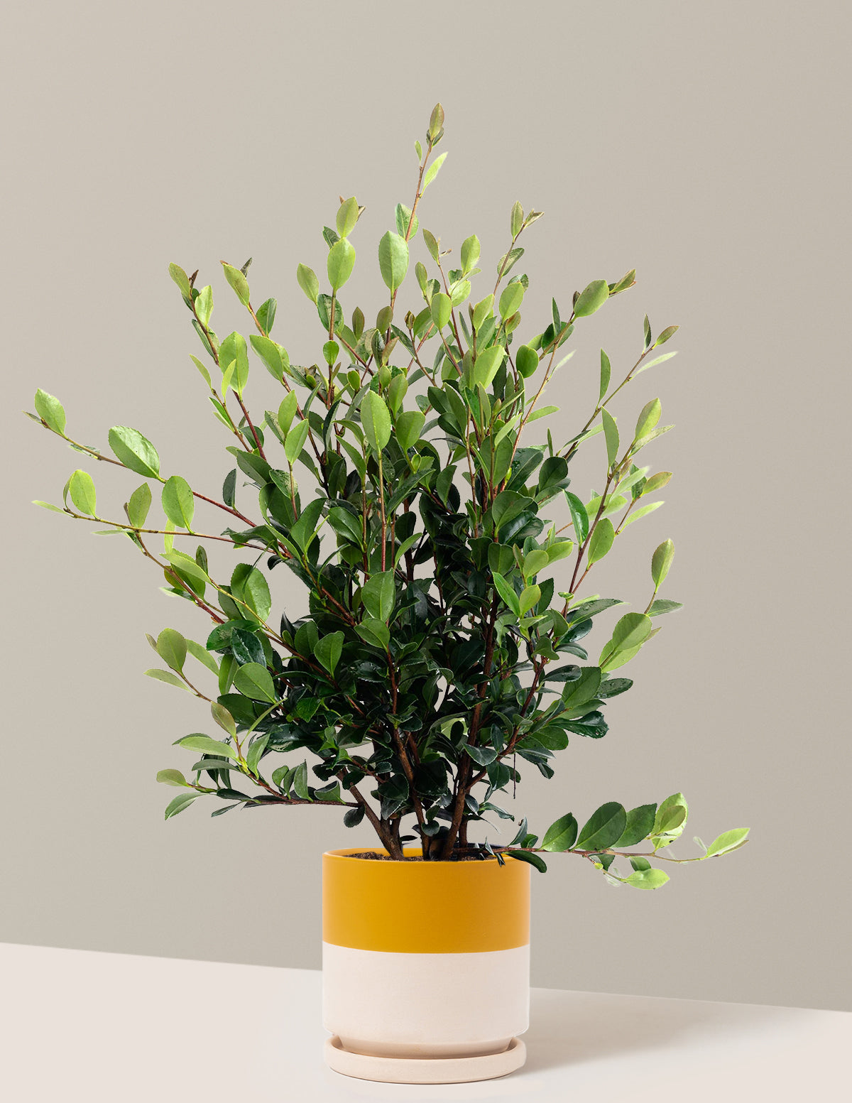 Yuletide Camellia