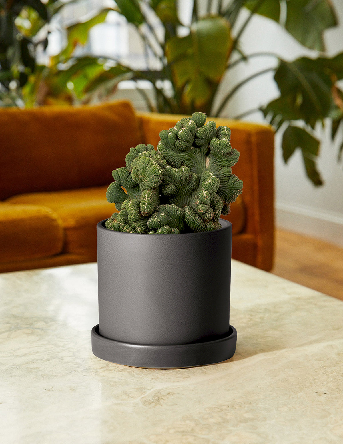 Cereus Green Coral Cactus