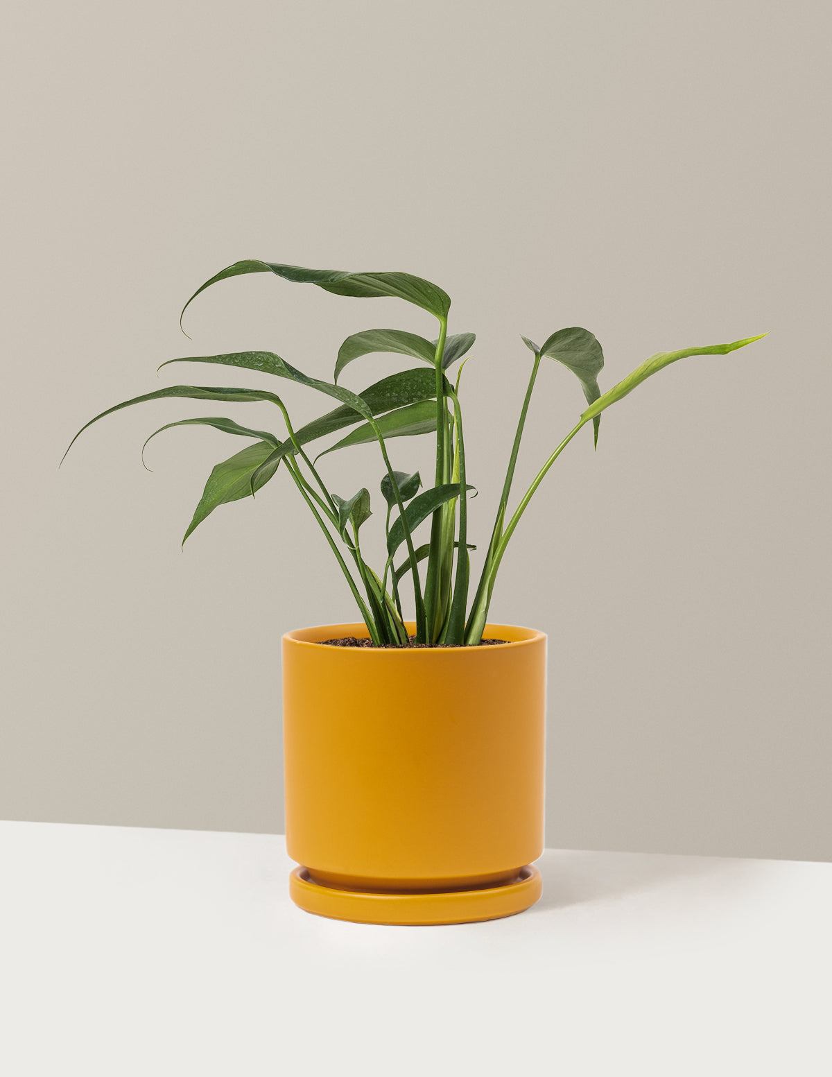 Monstera Burle Marx Flame