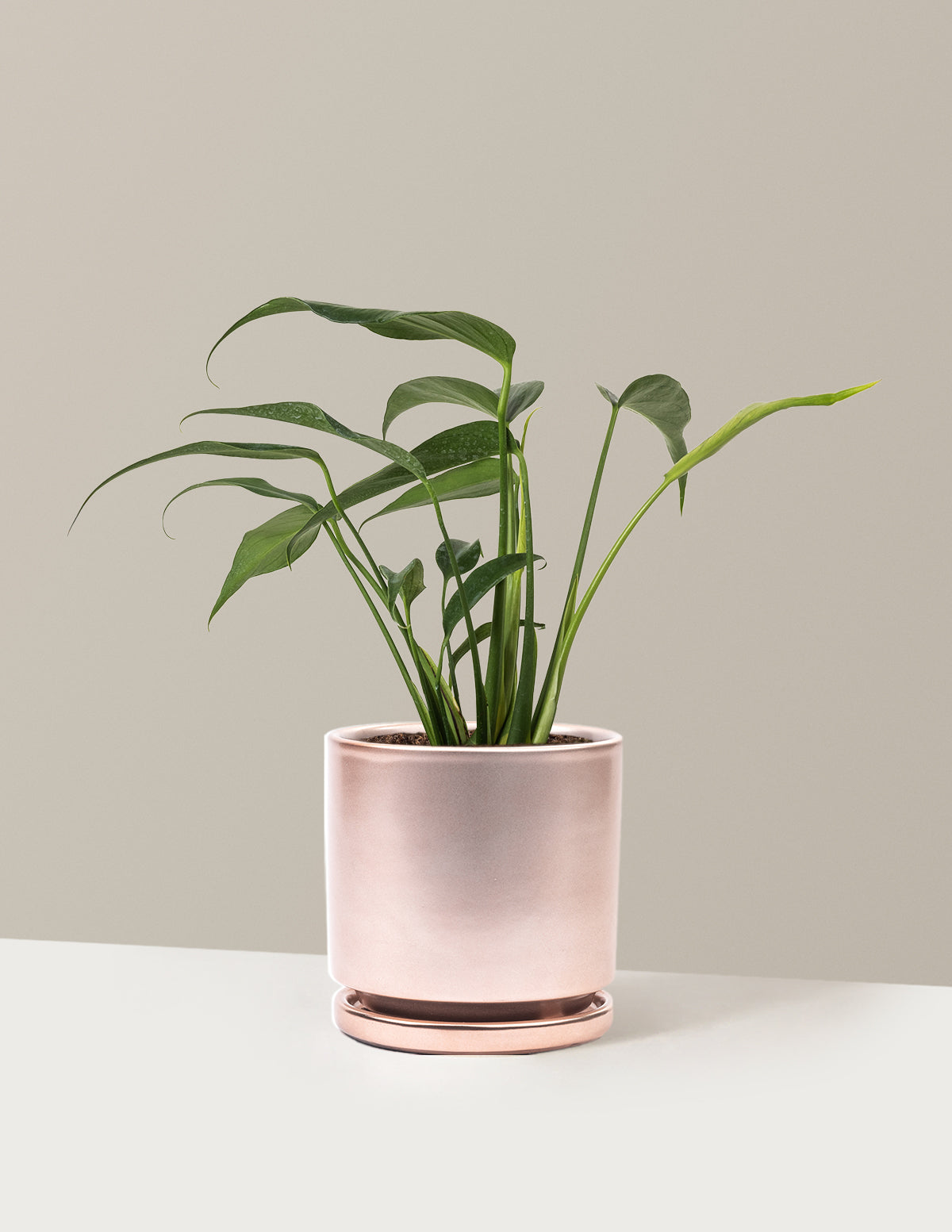 Monstera Burle Marx Flame