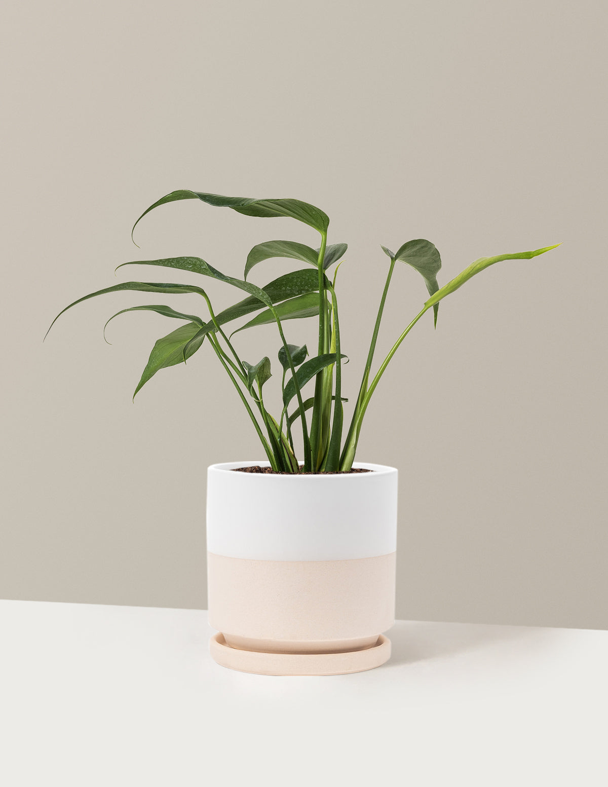 Monstera Burle Marx Flame