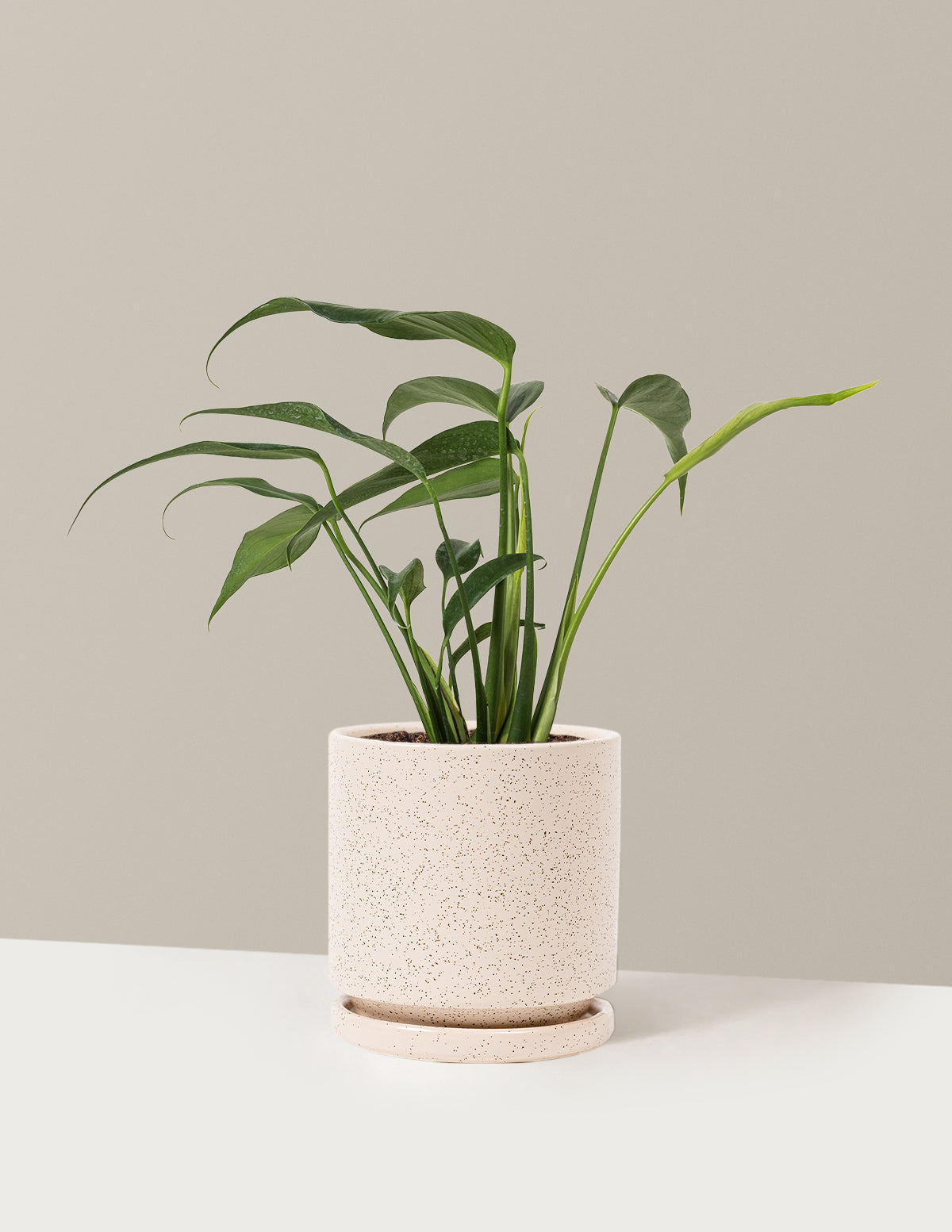 Monstera Burle Marx Flame