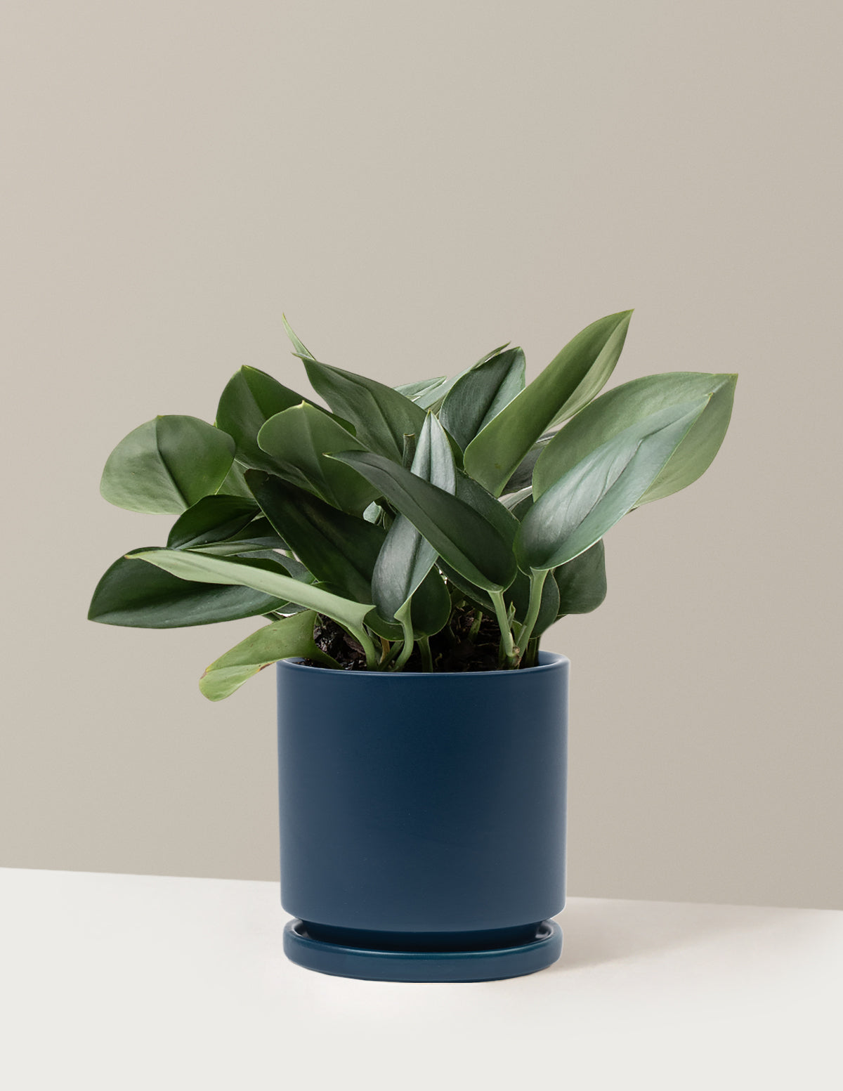 Pothos Sterling Silver
