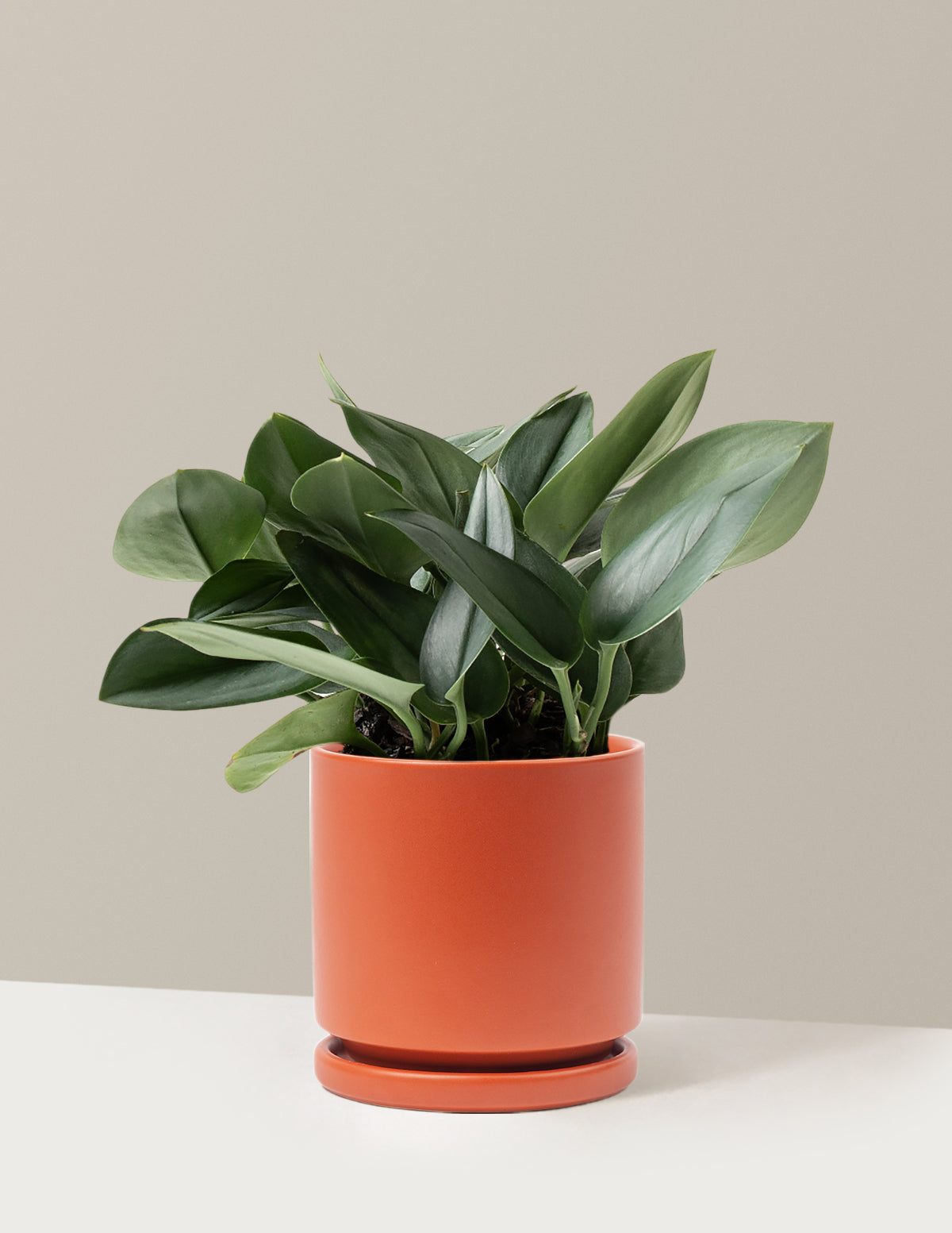 Pothos Sterling Silver