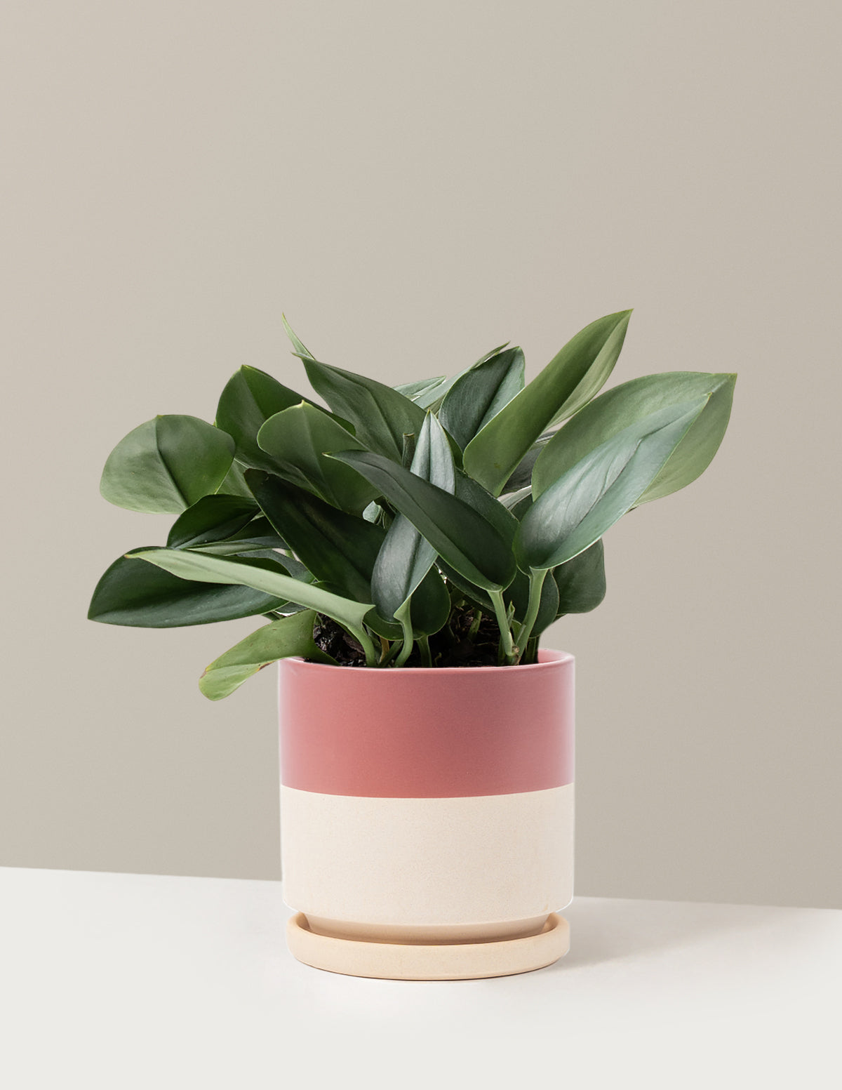 Pothos Sterling Silver