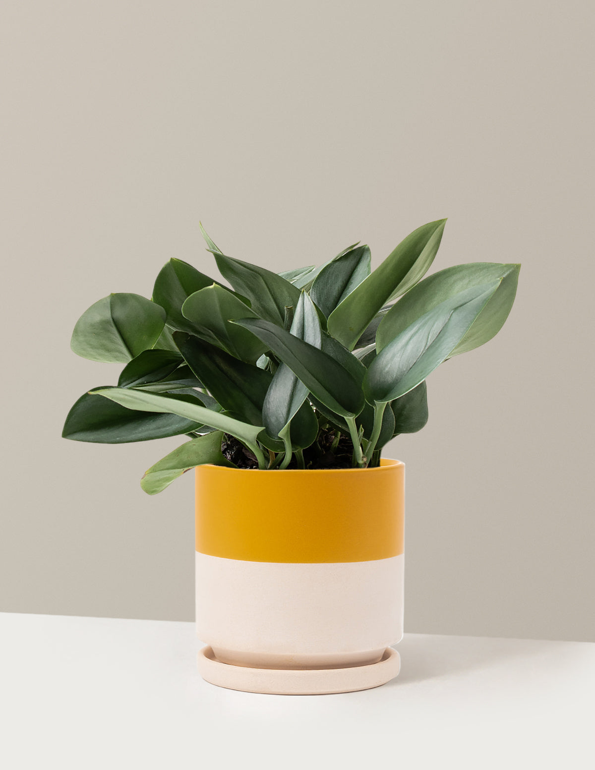 Pothos Sterling Silver
