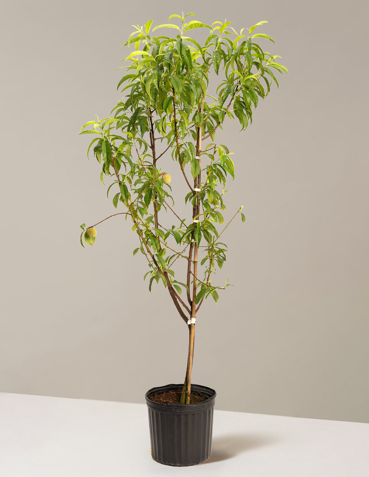 Multi-Fruit Peach Tree