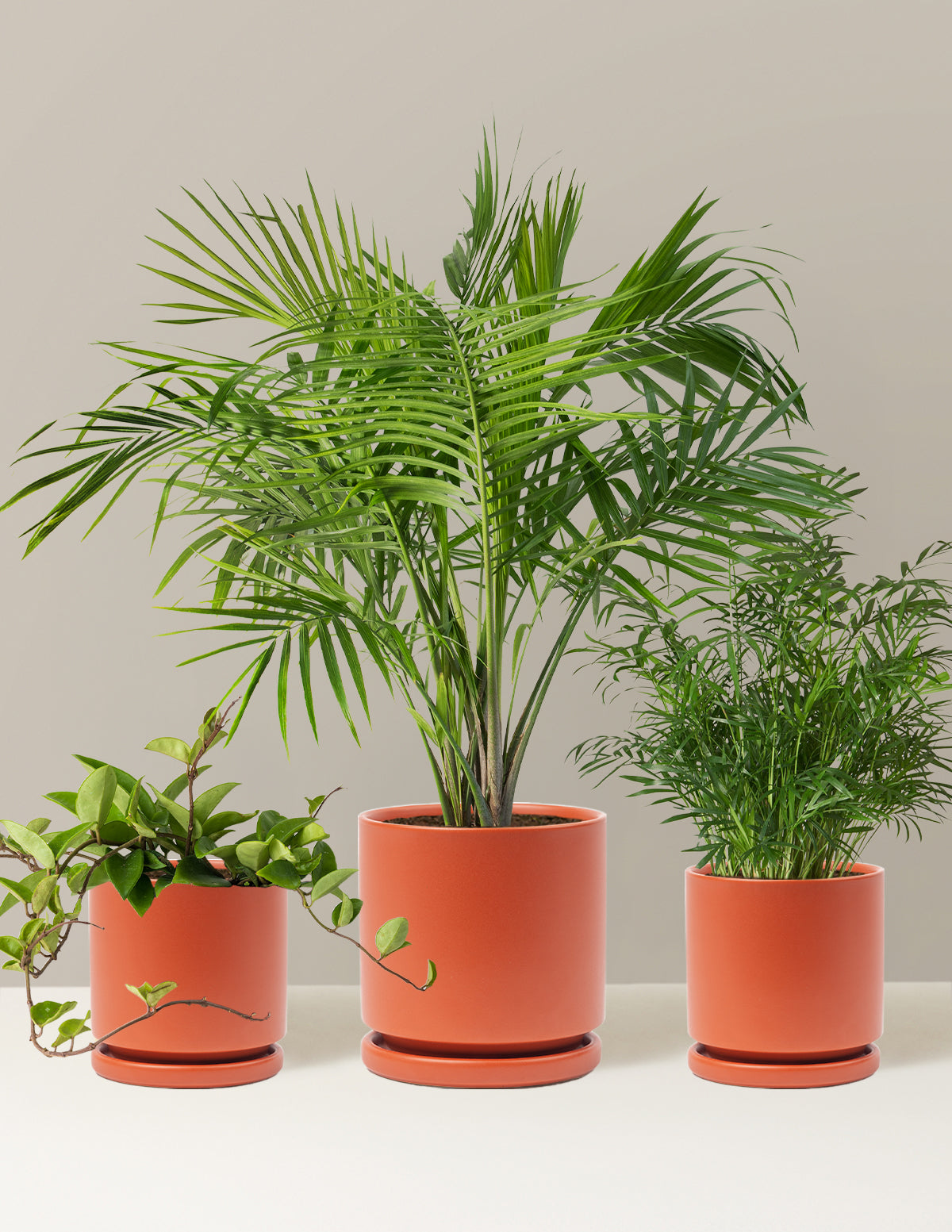 New Digs Pet Friendly Plant Trio