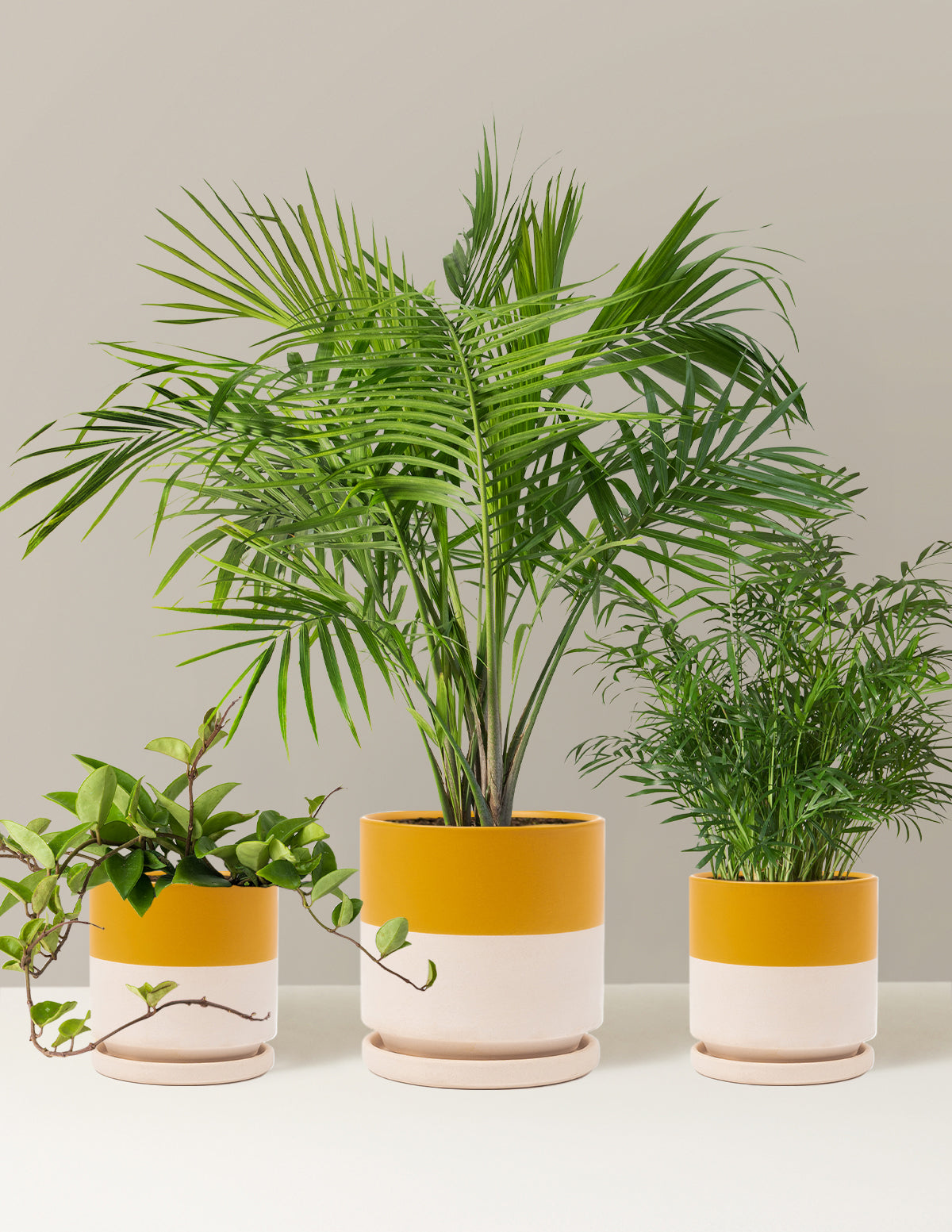 New Digs Pet Friendly Plant Trio