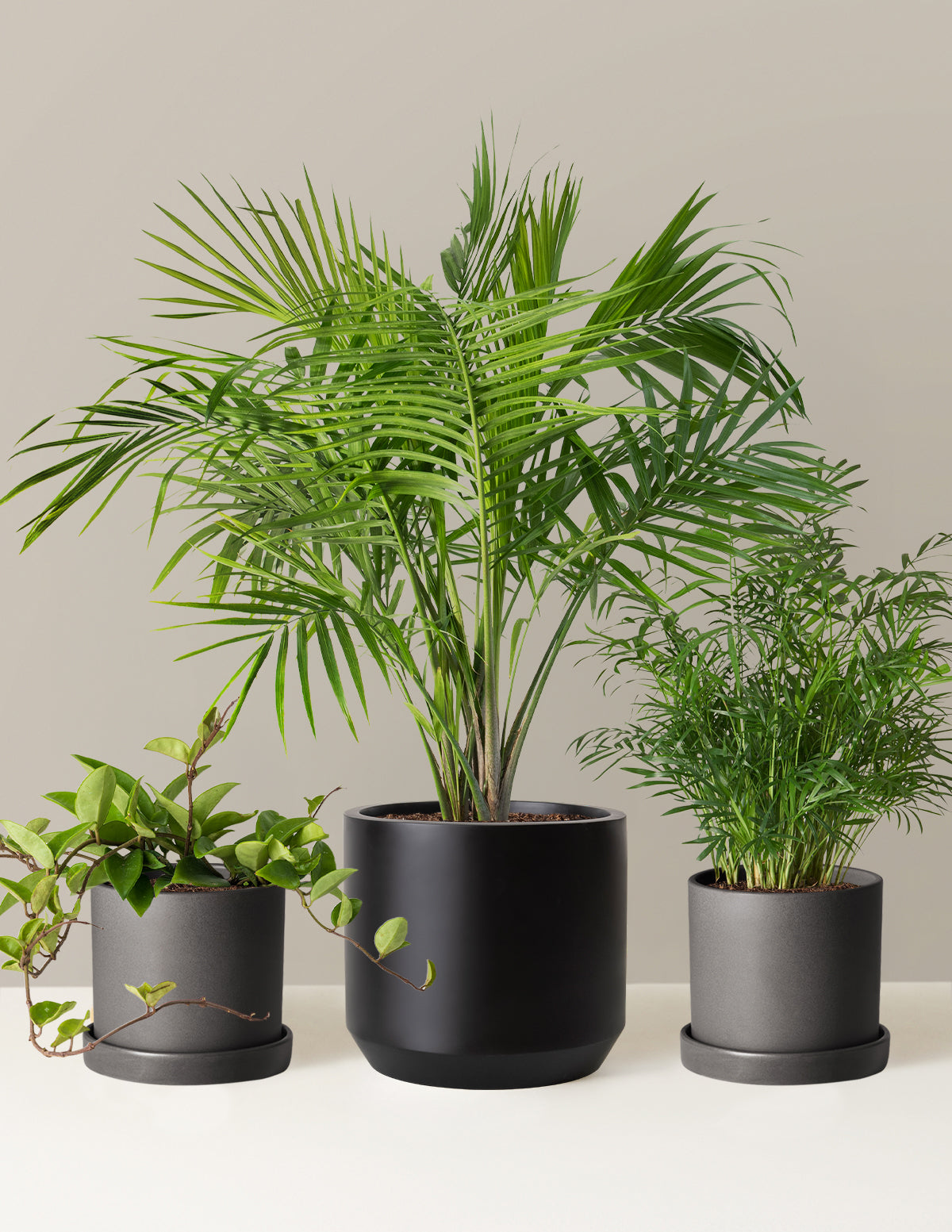 New Digs Pet Friendly Plant Trio