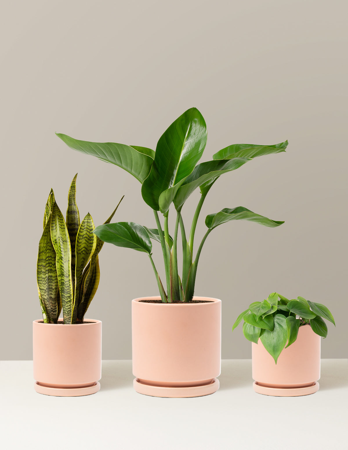 New Digs Plant Trio