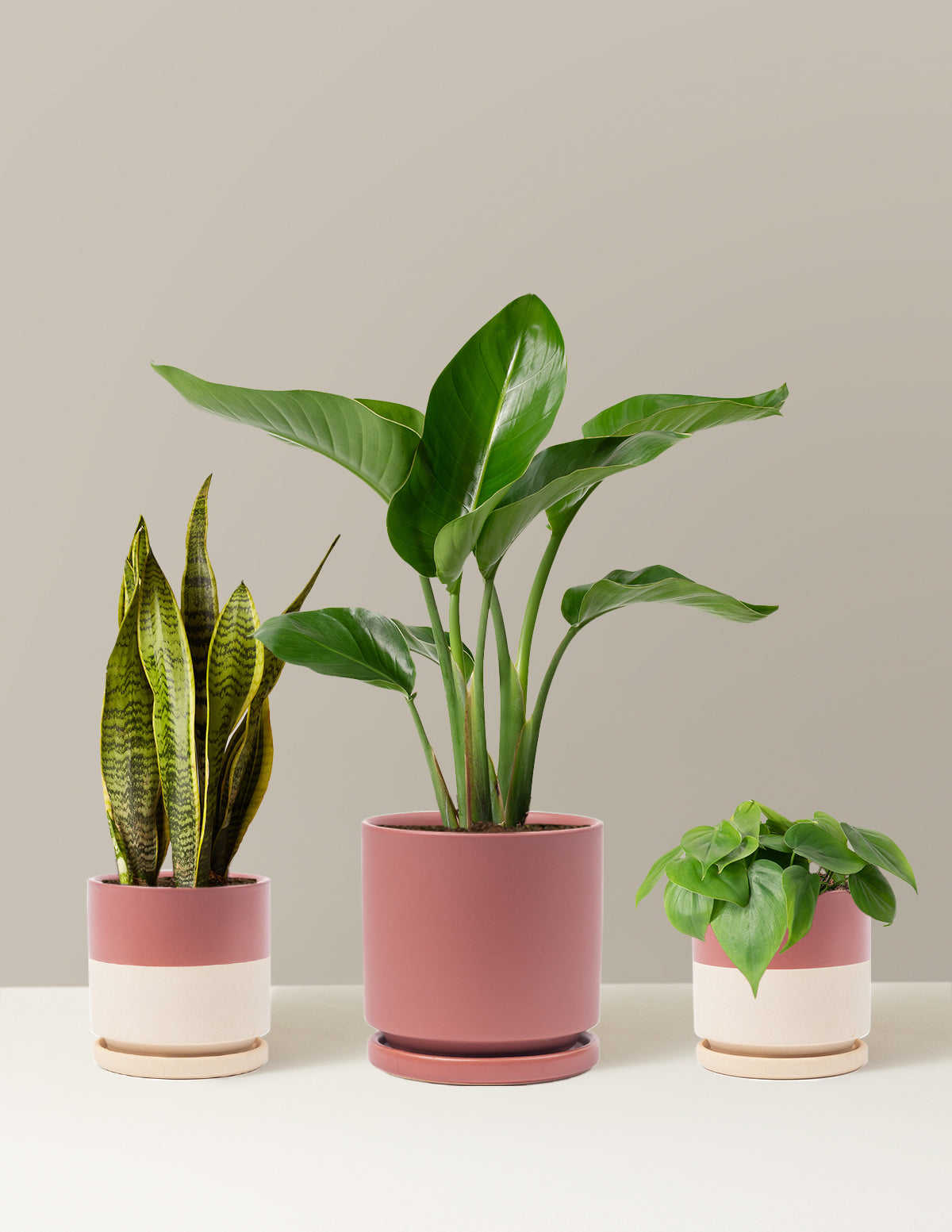 New Digs Plant Trio