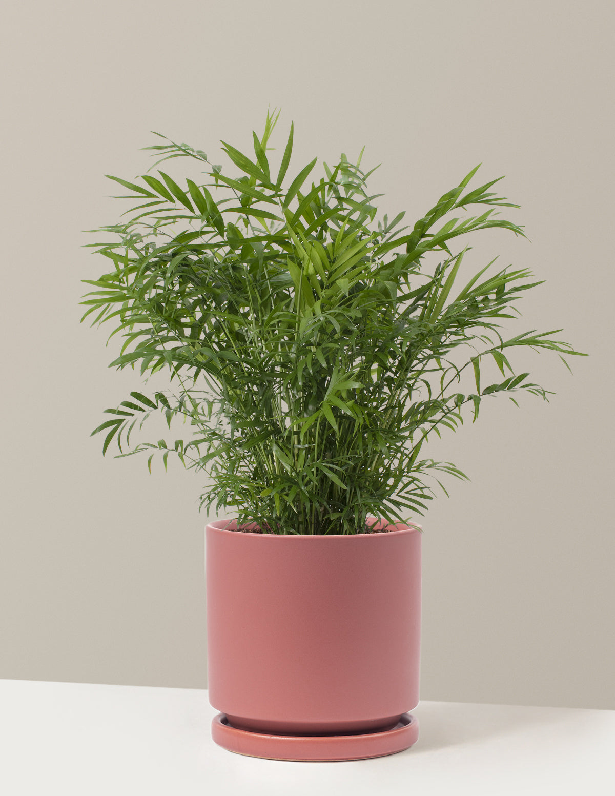 Parlor Palm