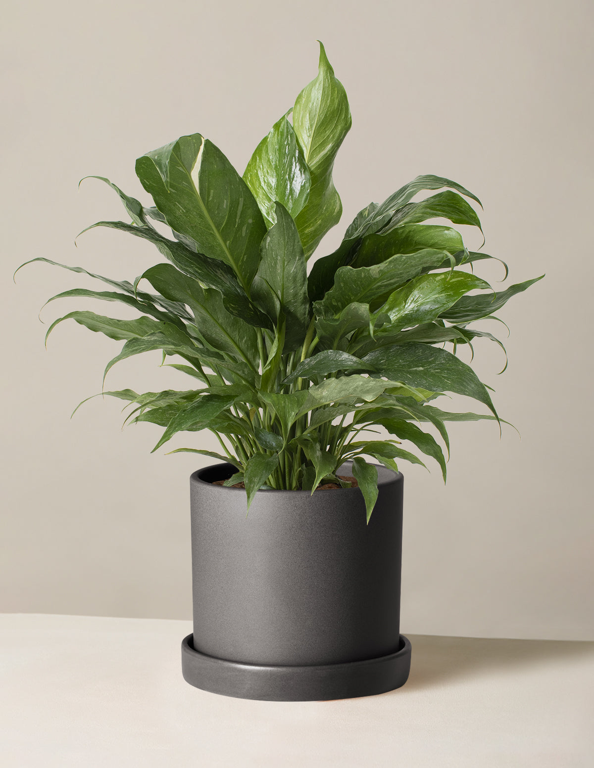 Peace Lily Domino