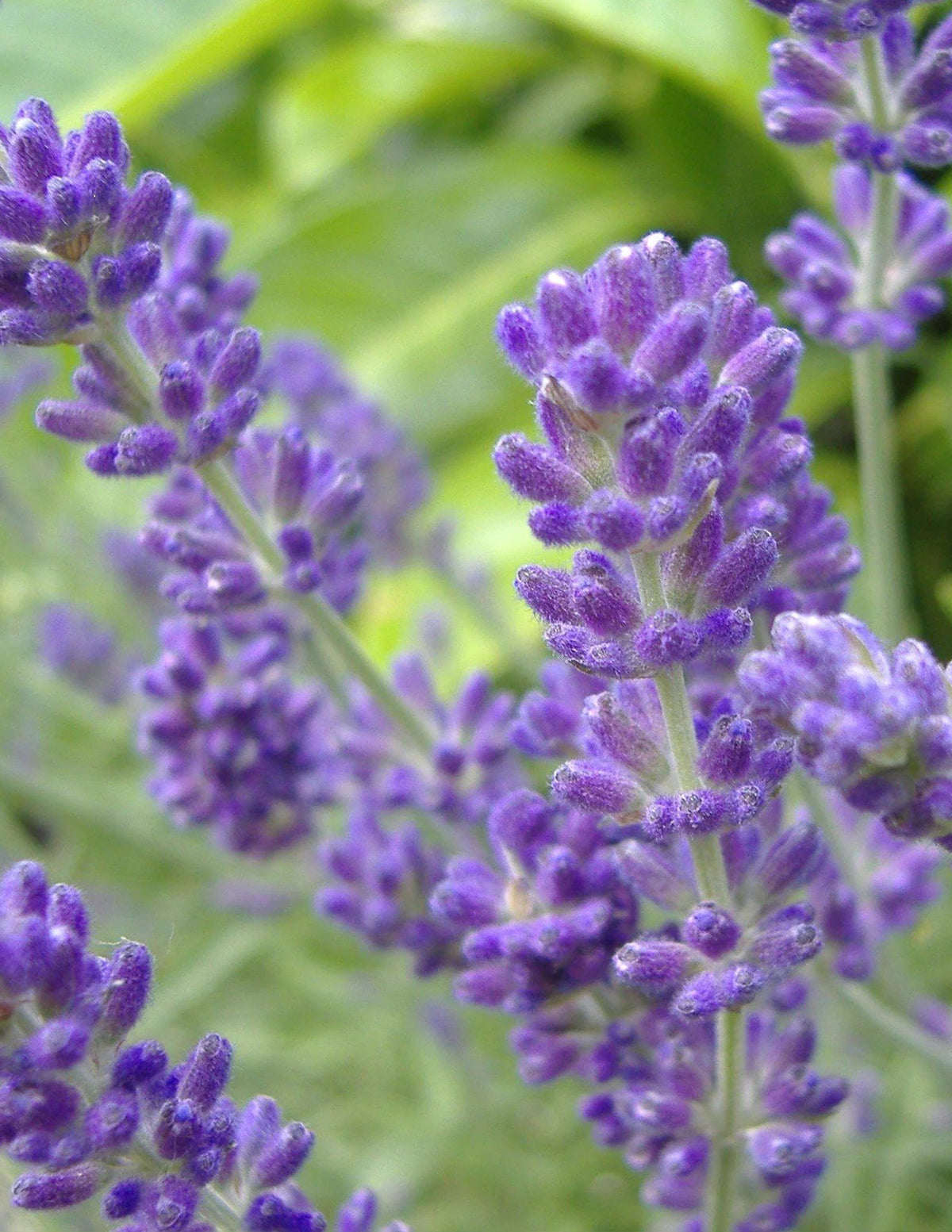 Phenomenal™ Lavender Plant