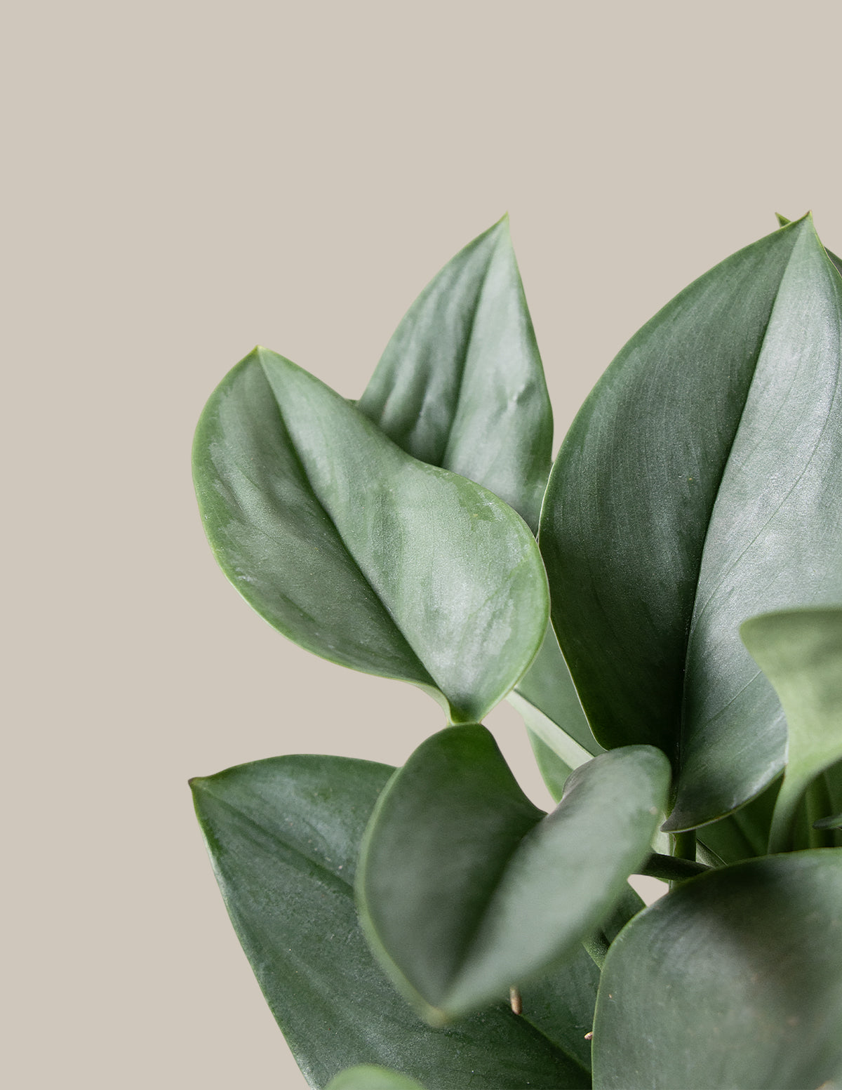 Pothos Sterling Silver