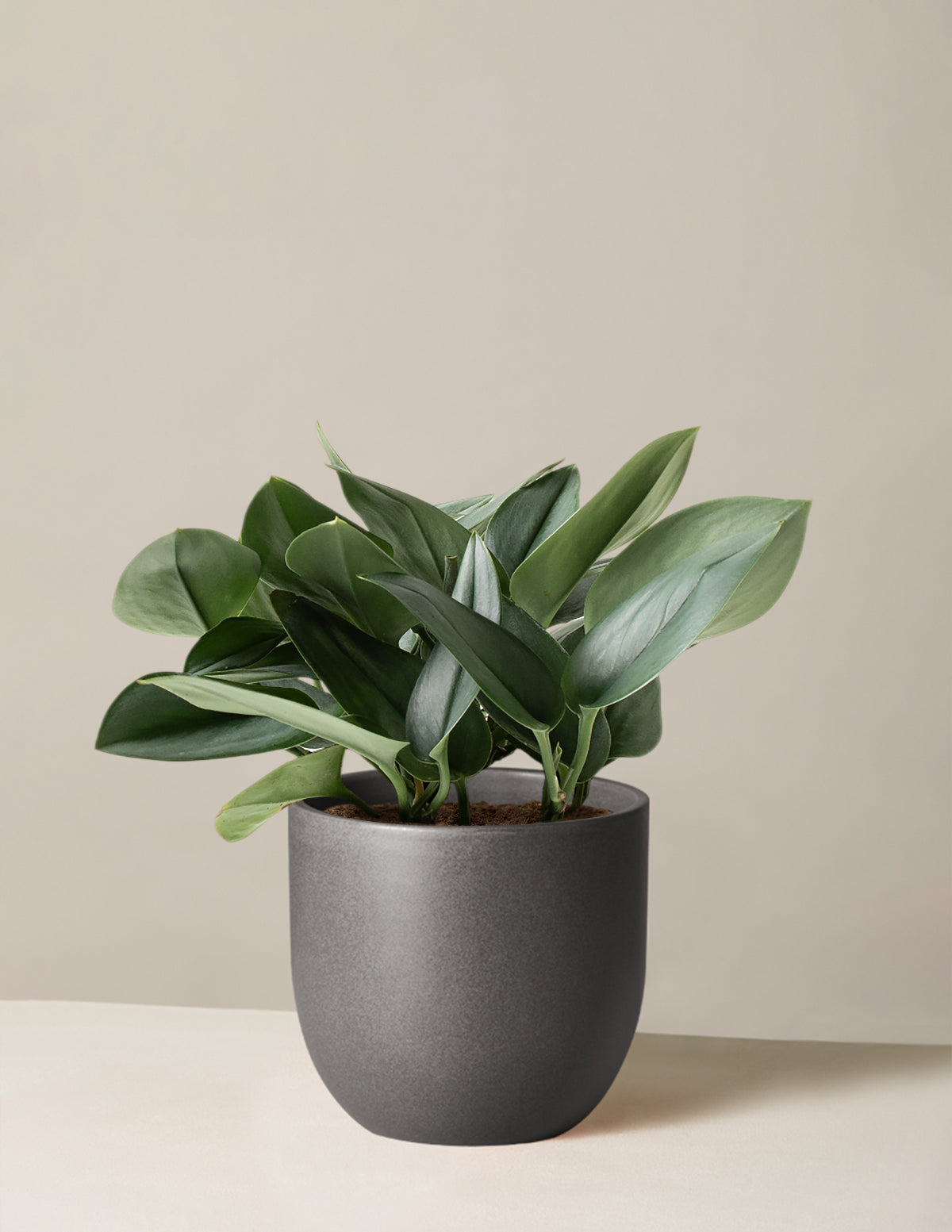 Pothos Sterling Silver