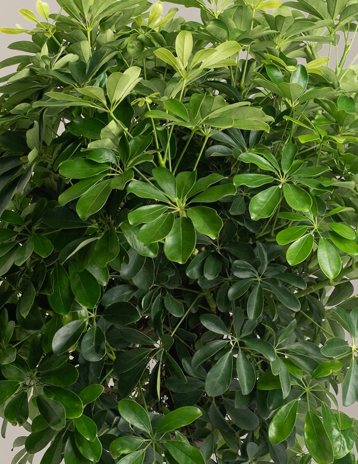 Schefflera Tree