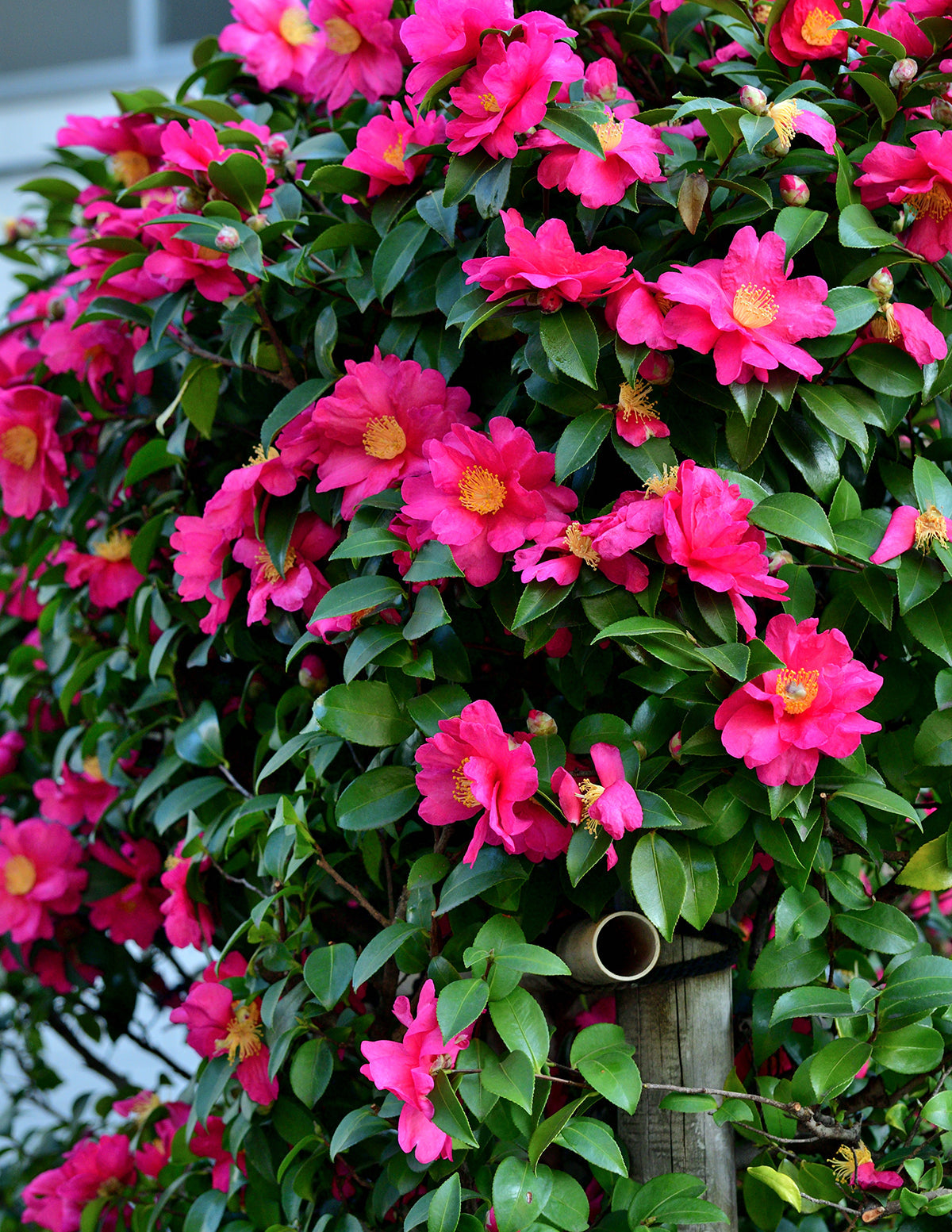 Shishi Gashira Camellia