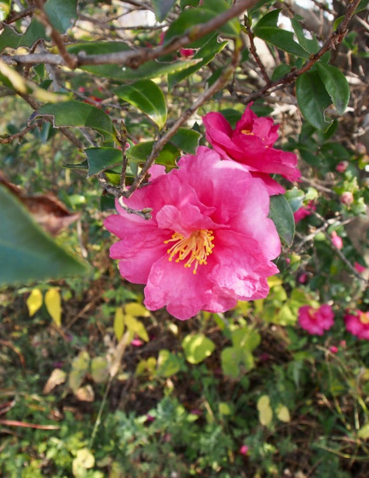 Shishi Gashira Camellia