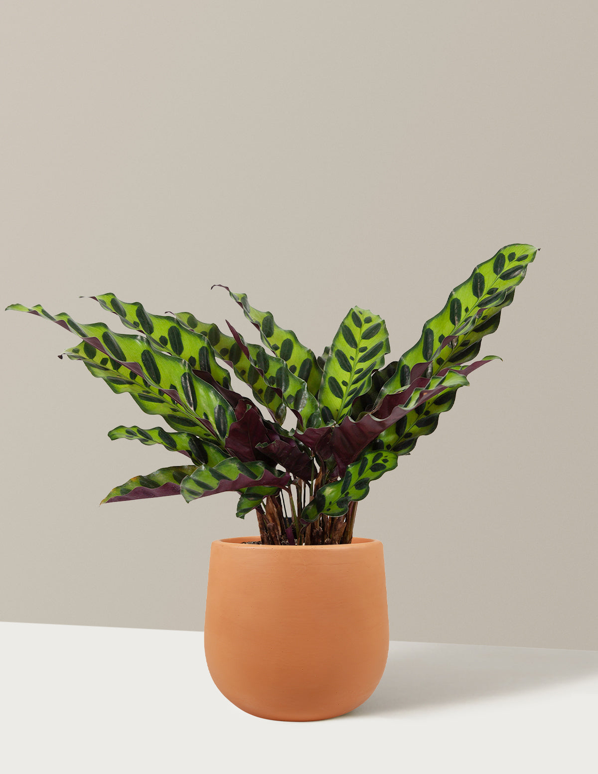 Calathea Rattlesnake