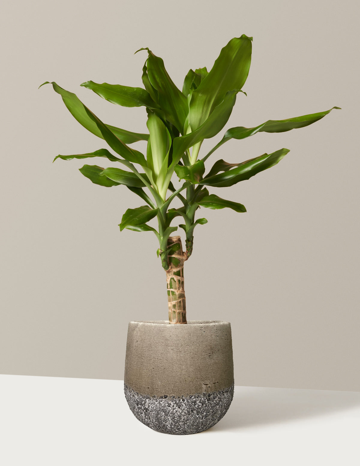Dracaena Fragrans Green