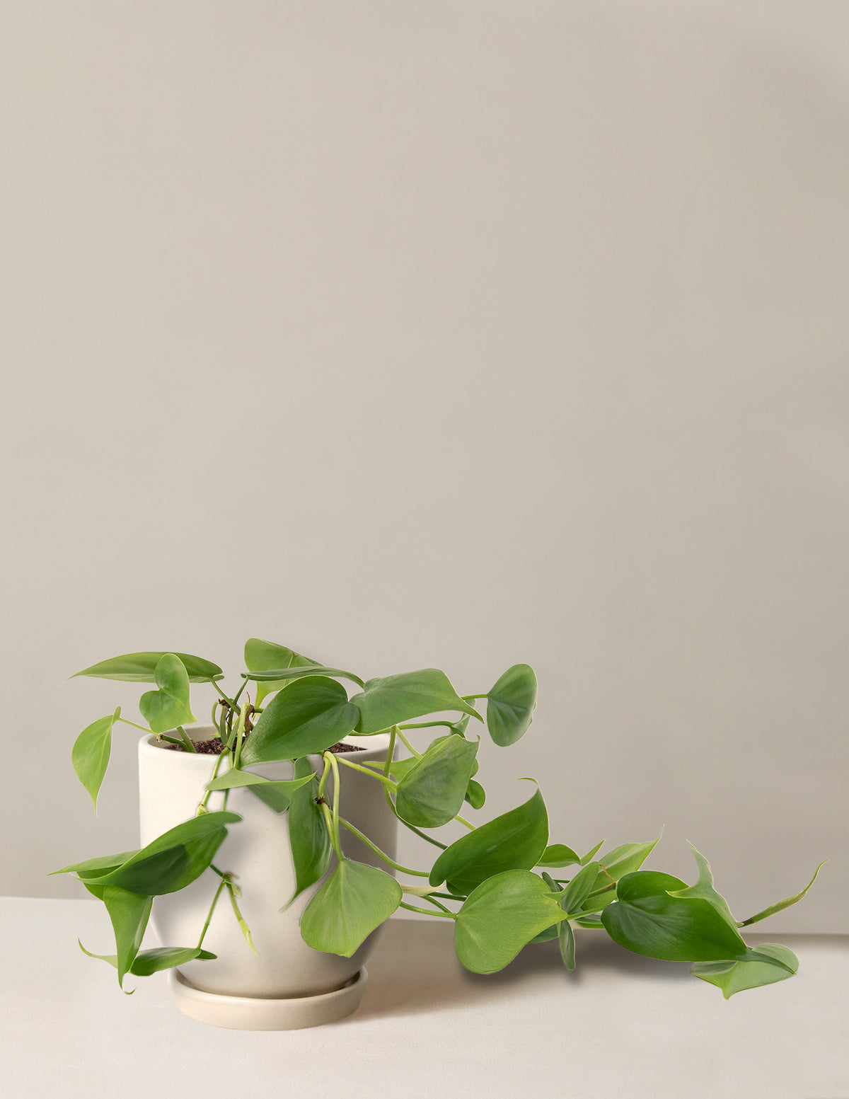 Heartleaf Philodendron