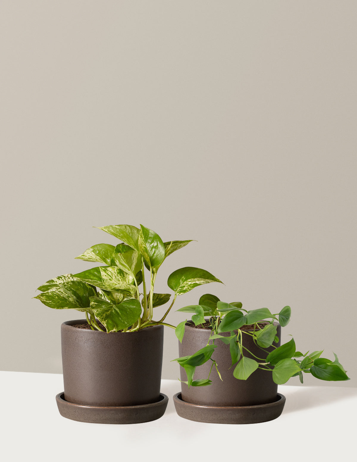 Fits your Sill: The Trailing Duo
