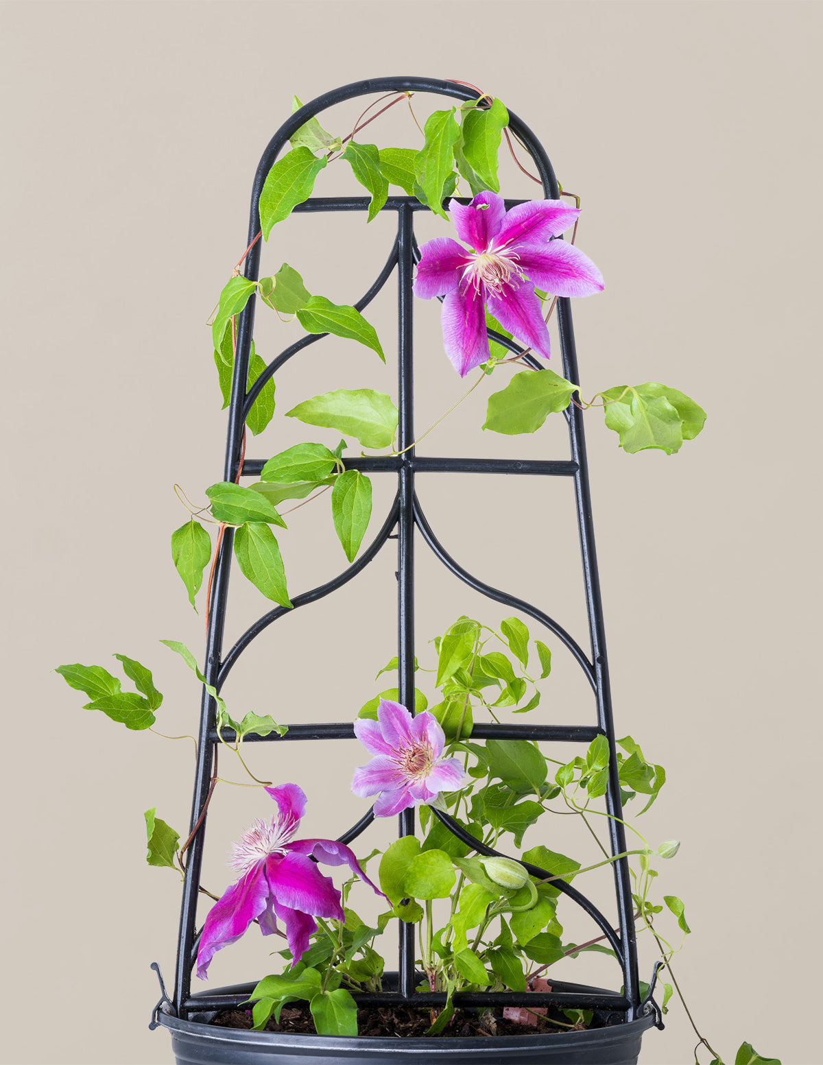 Dr. Ruppel Clematis