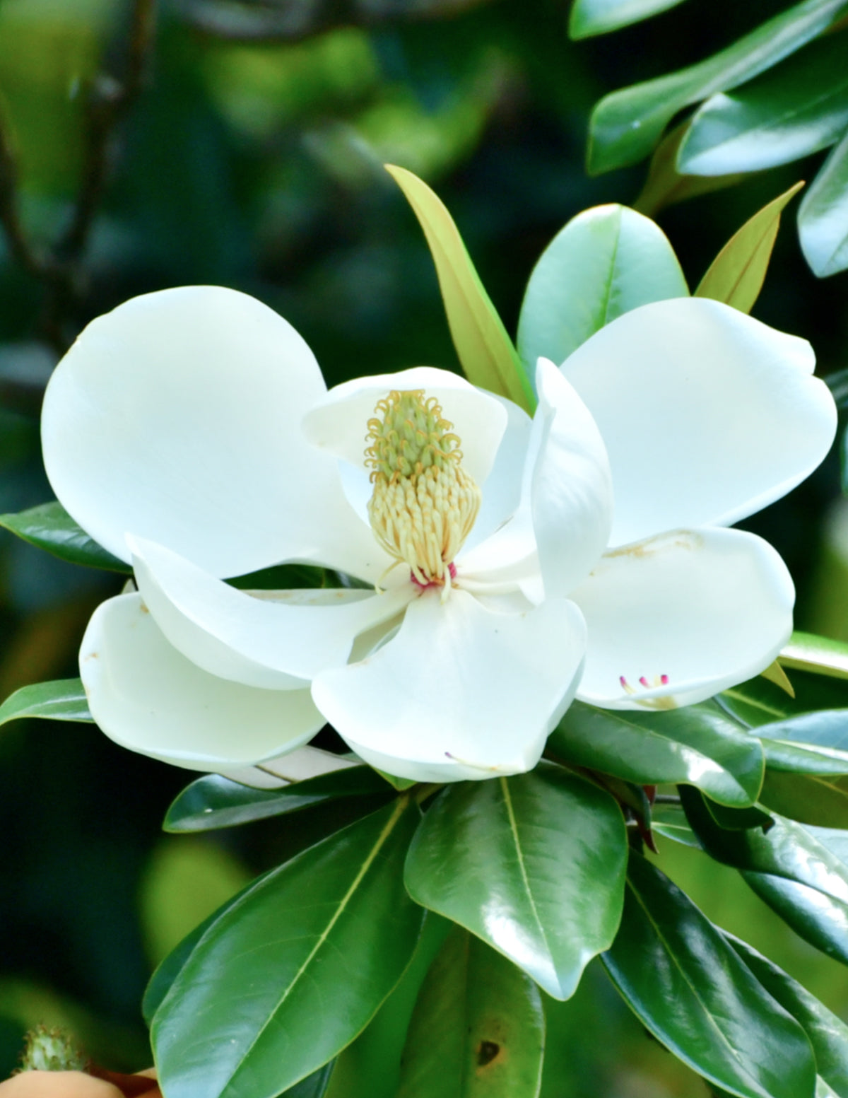 Teddy Bear® Southern Magnolia