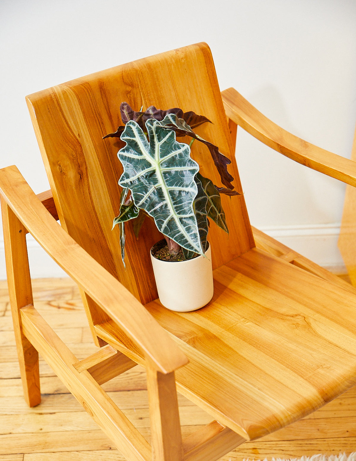 Alocasia Amazonica