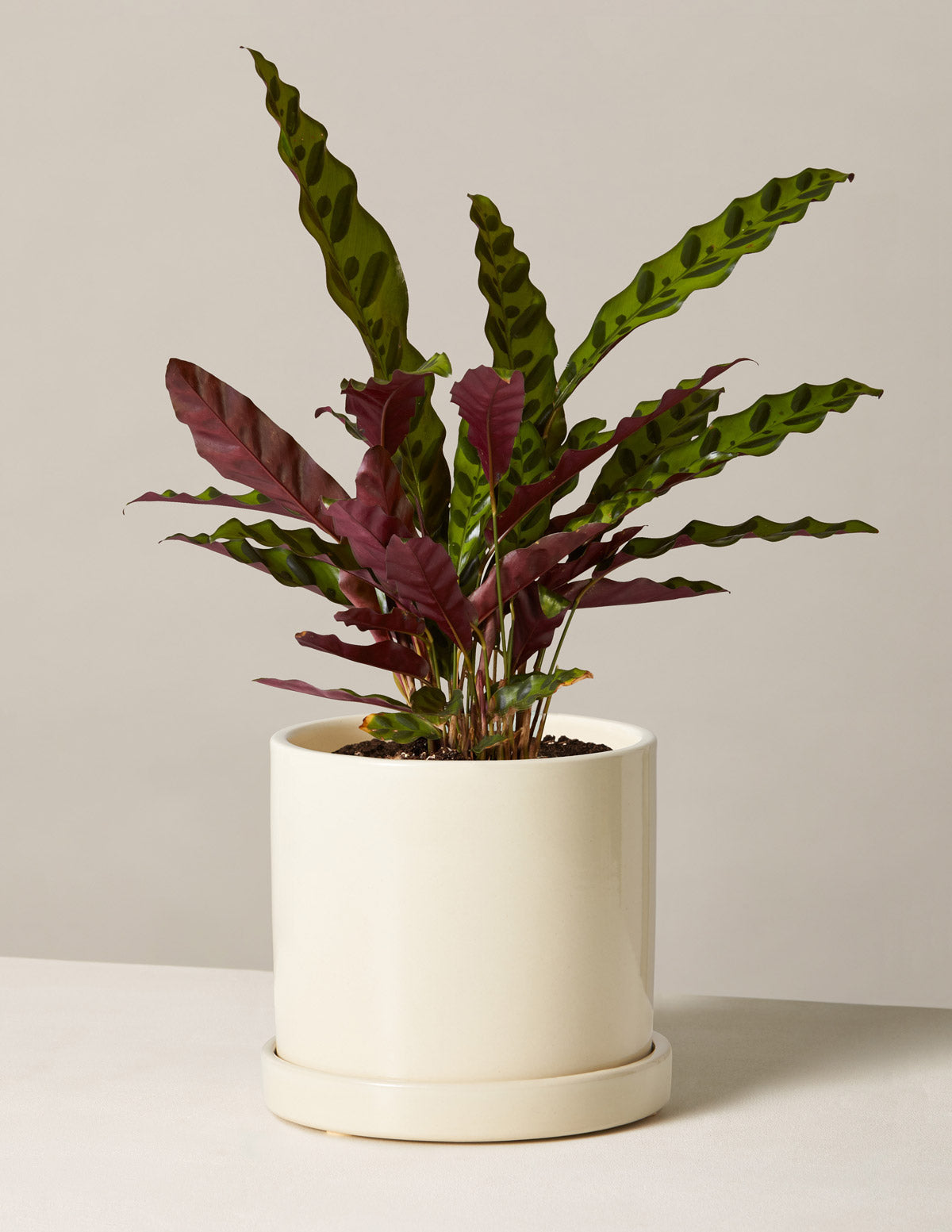 Calathea Rattlesnake
