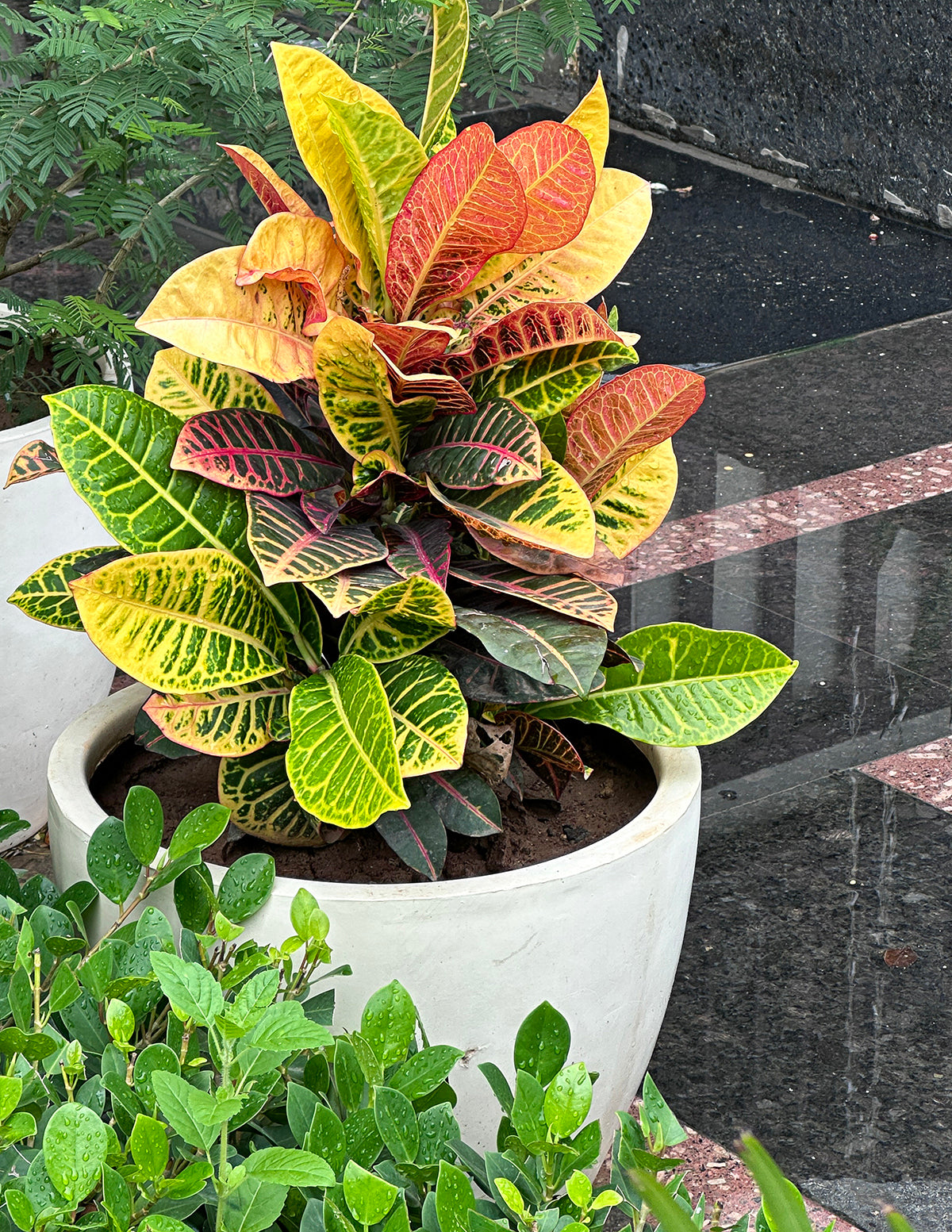 Croton Petra