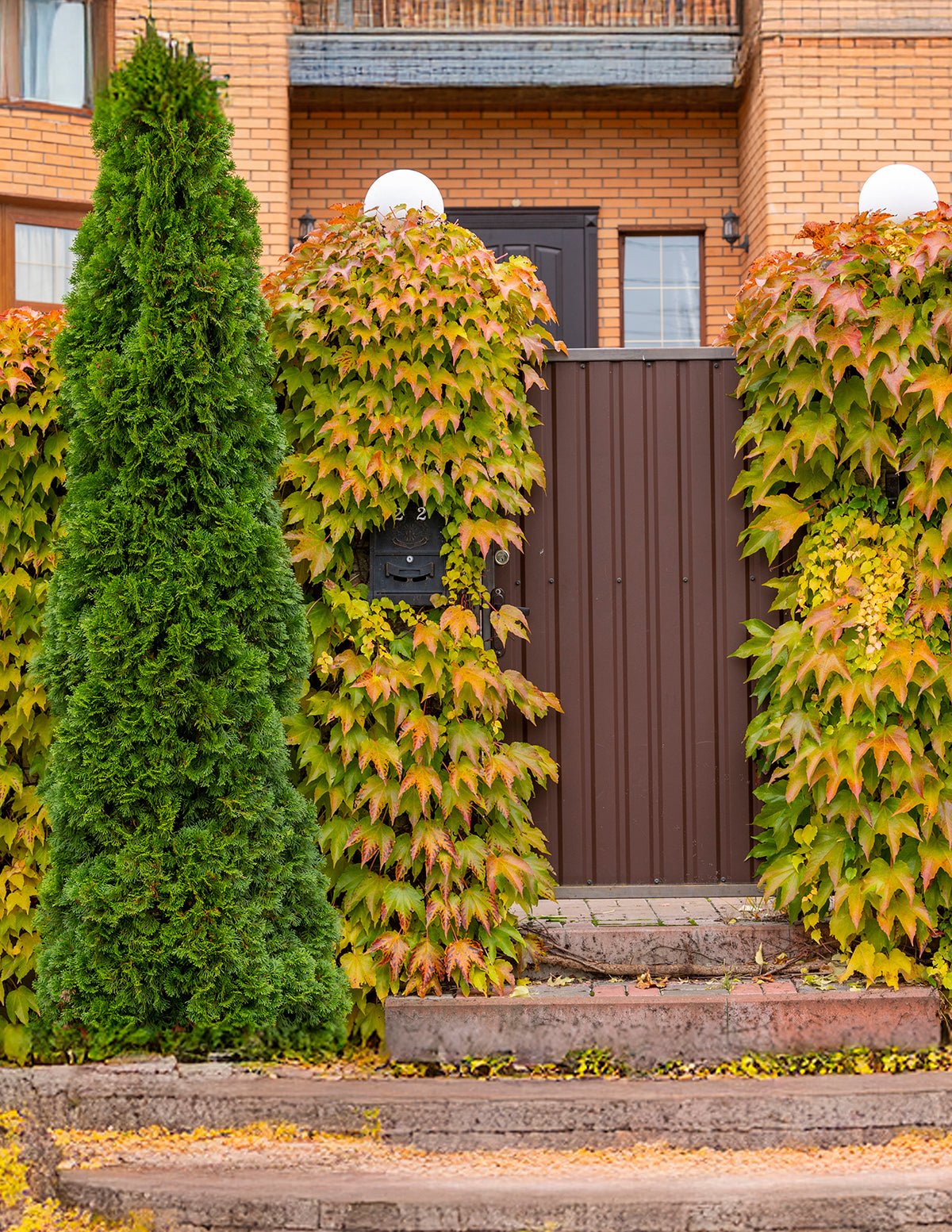 Emerald Green Arborvitae