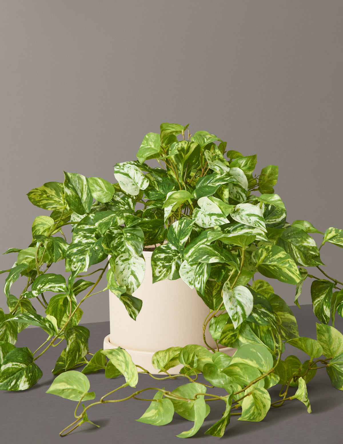 Artificial Pothos Plant