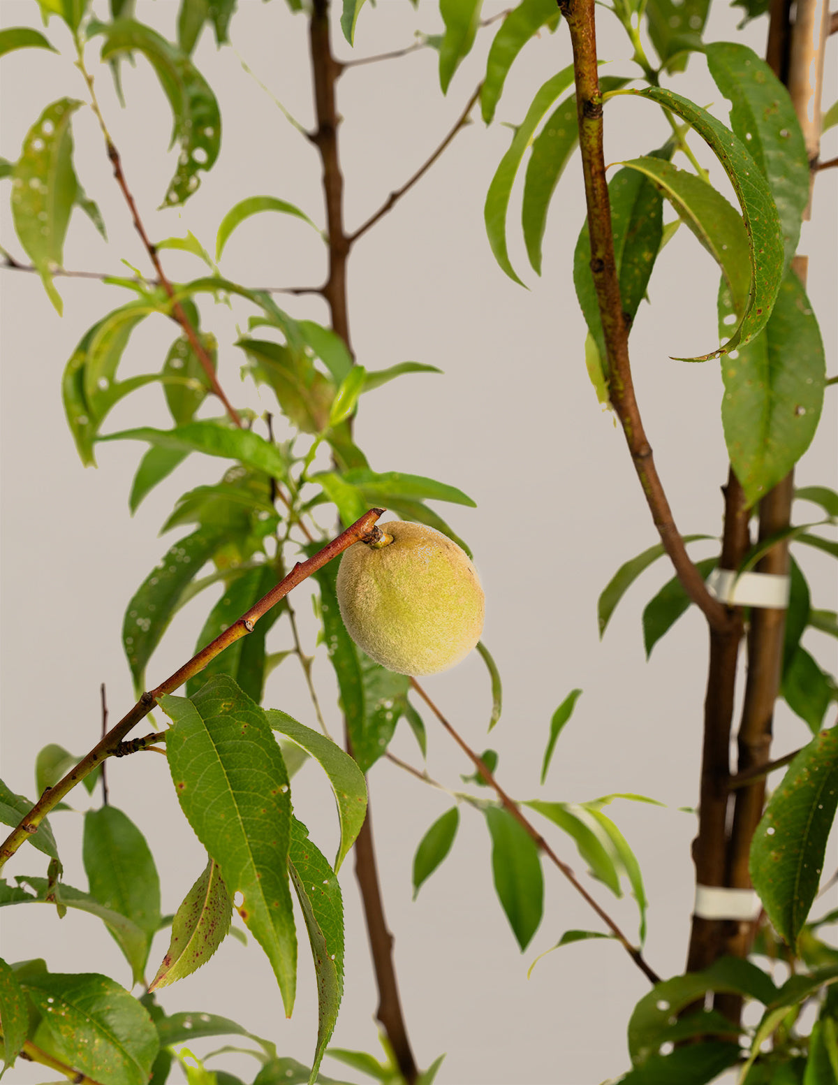 4-in-1 Peach Tree