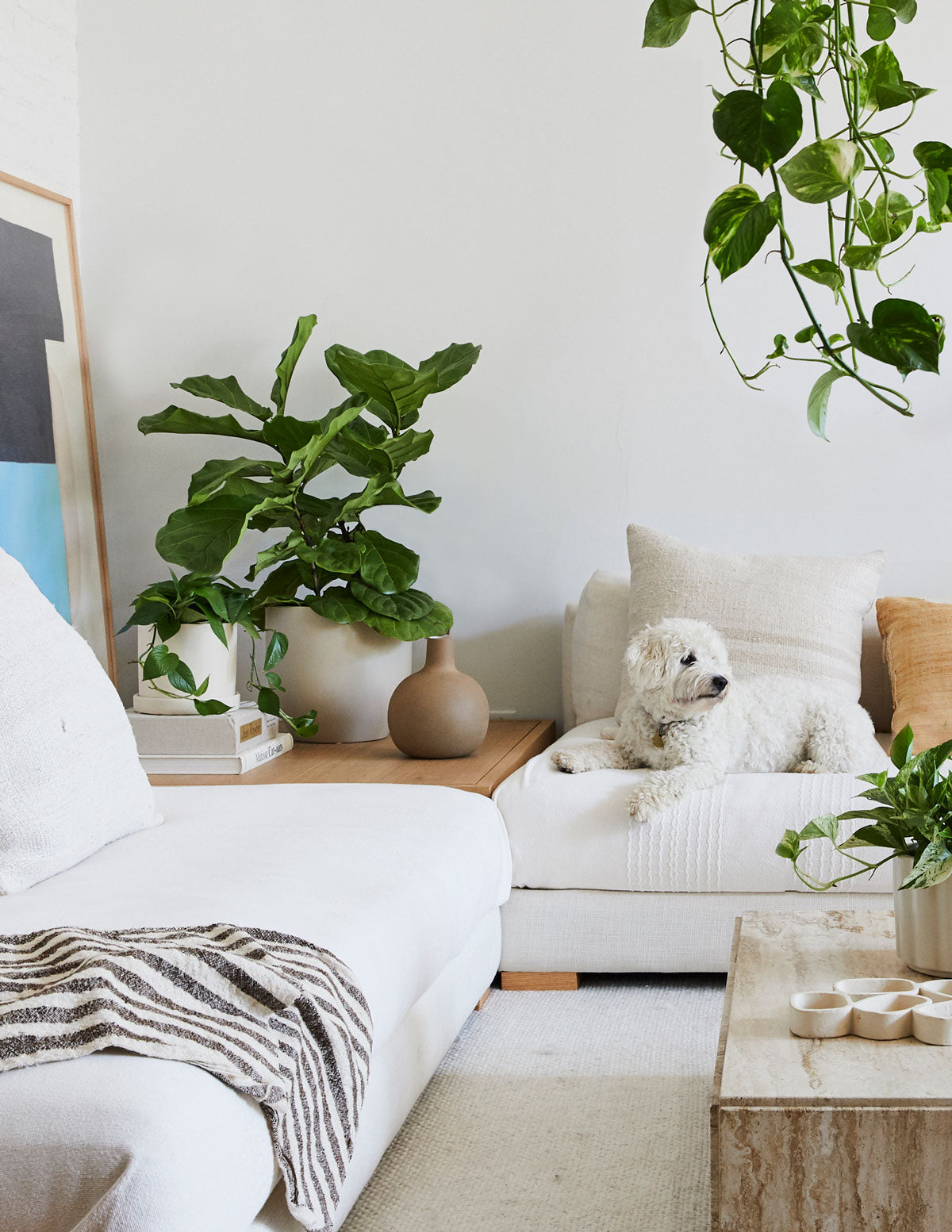 Fiddle Leaf Fig Bush