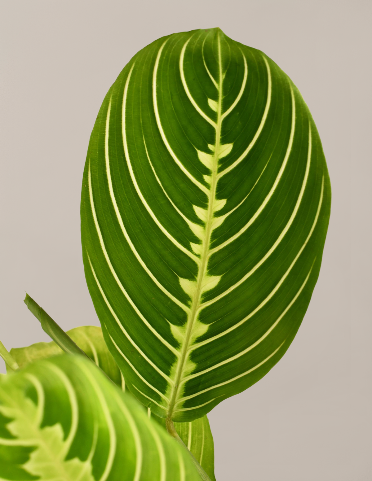Lemon Lime Prayer Plant