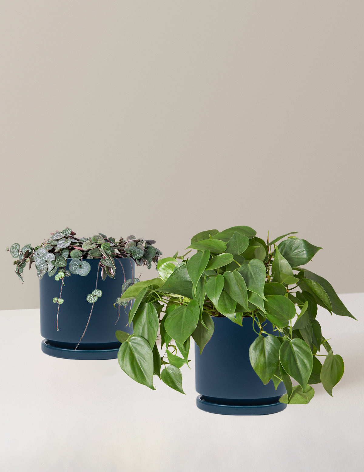 Trailing Hearts Duo