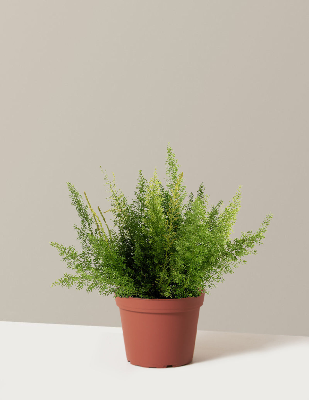 Foxtail Fern
