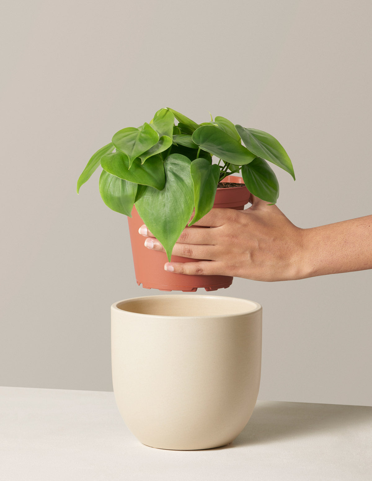 Heartleaf Philodendron