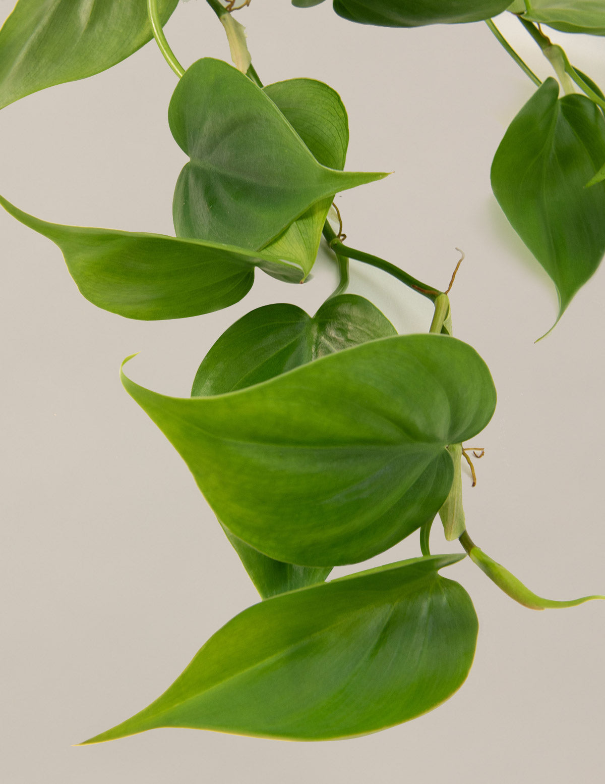 Fits your Sill: The Trailing Duo