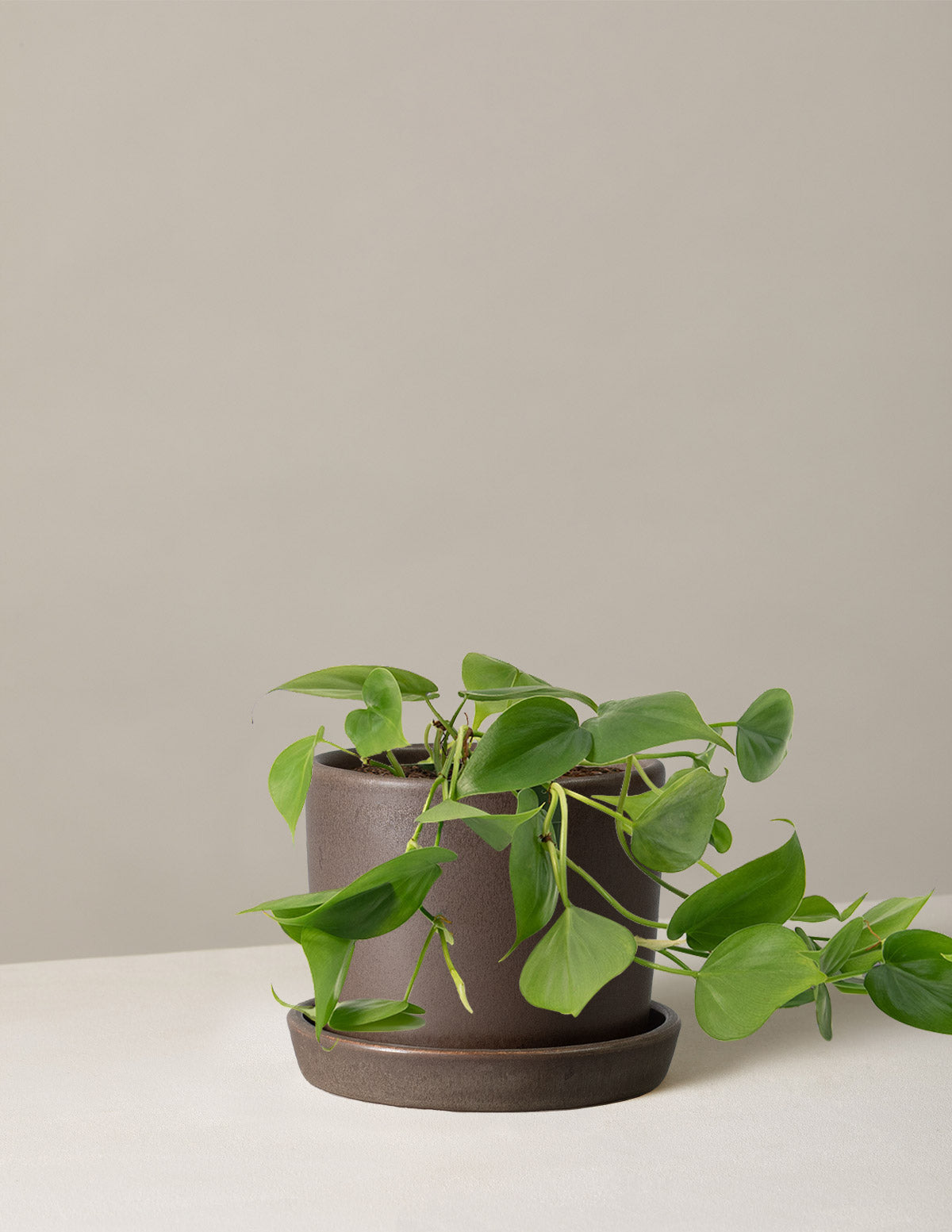 Heartleaf Philodendron