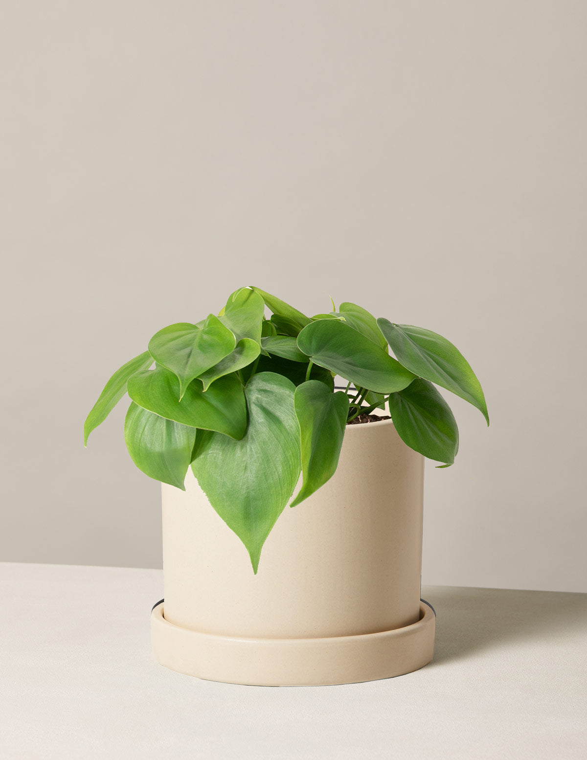 Heartleaf Philodendron