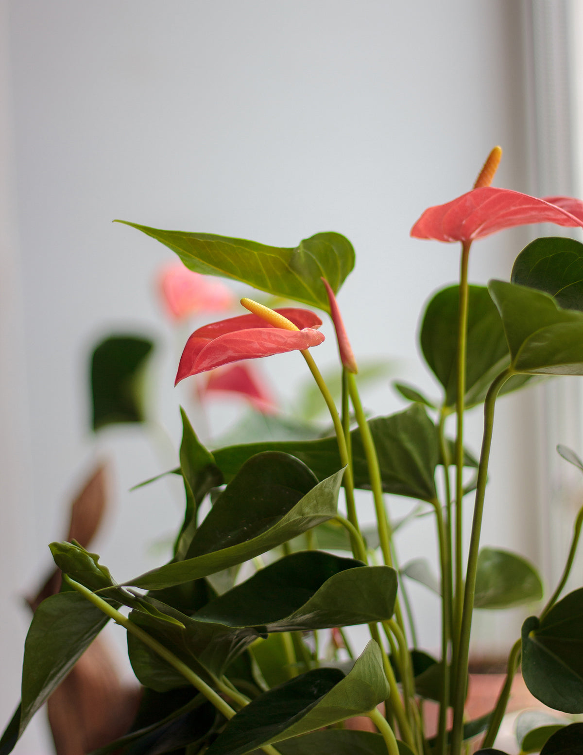 Large Double Bi-Color Anthurium