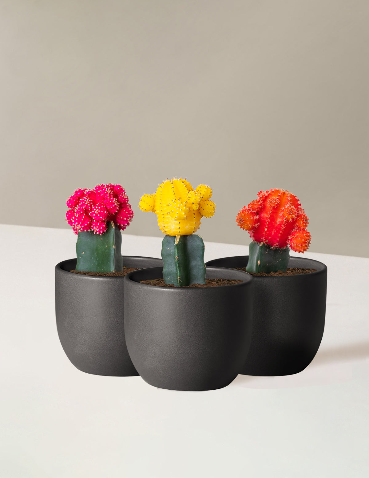 Moon Cactus