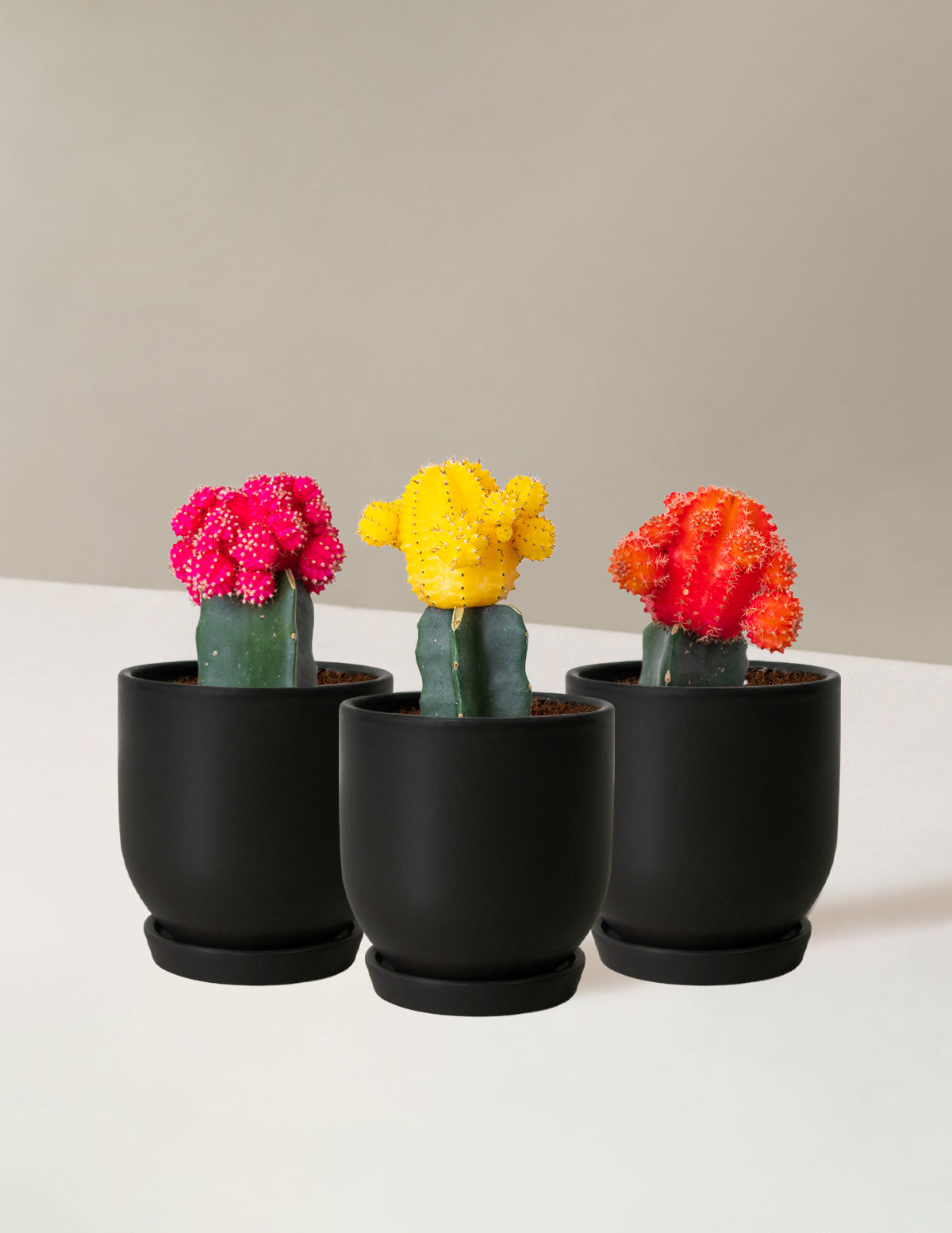 Moon Cactus