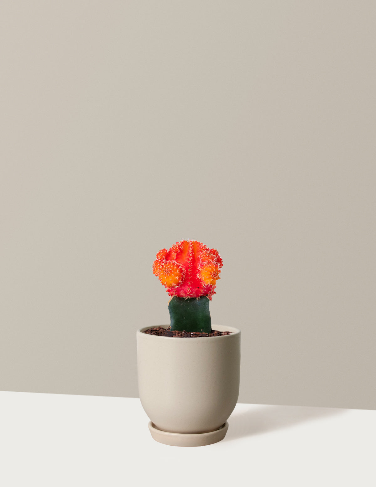 Moon Cactus