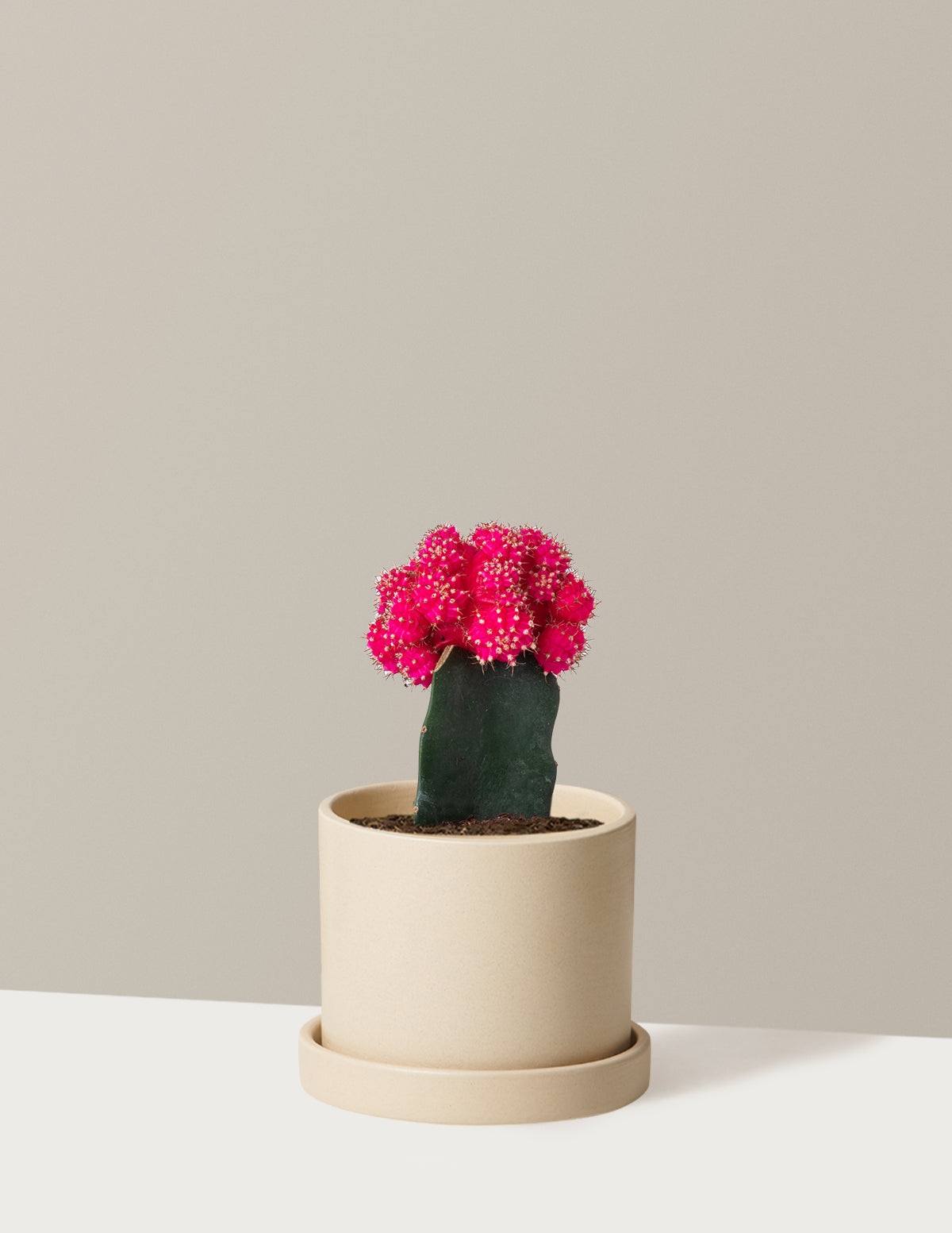 Moon Cactus