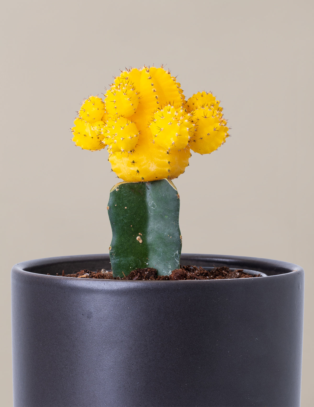 Moon Cactus